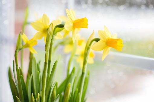 Free Stock Photo of Bunch of Daffodils