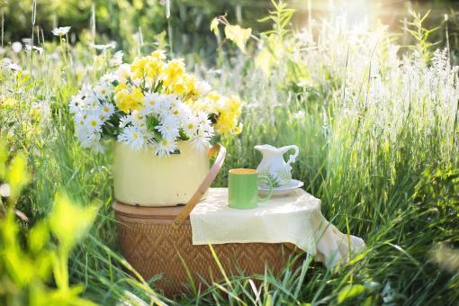 Free Stock Photo of Daisies on the Basket