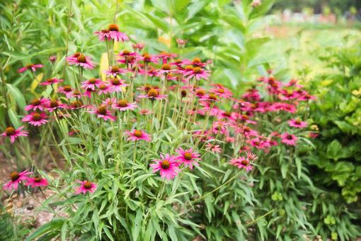 Free Stock Photo of Wild Pink Flowers