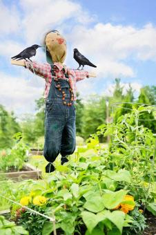 Free Stock Photo of Scare Crow