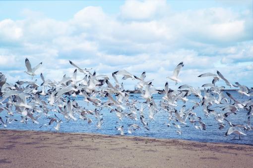 Free Stock Photo of Bunch of Seagulls
