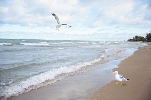 Free Stock Photo of Seagulls on the Beach