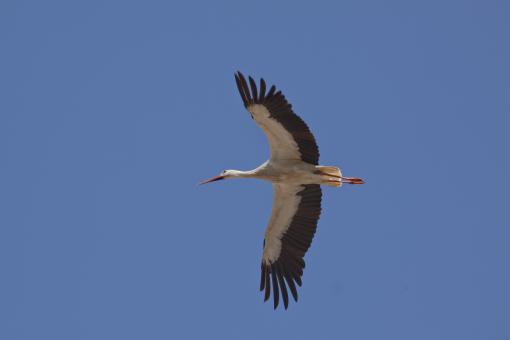Free Stock Photo of Flying Stork