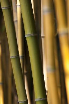 Free Stock Photo of Bamboo Trees