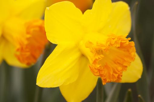 Free Stock Photo of Macro Daffodils