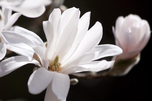 Free Stock Photo of White Magnolia