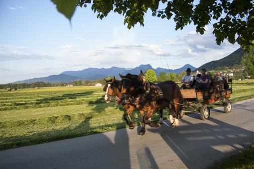 Free Stock Photo of Horse Ride