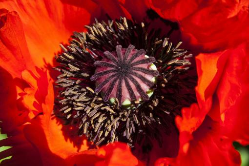 Free Stock Photo of Bee on the Poppy