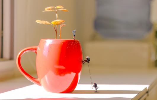 Free Stock Photo of Flowerpot Climb