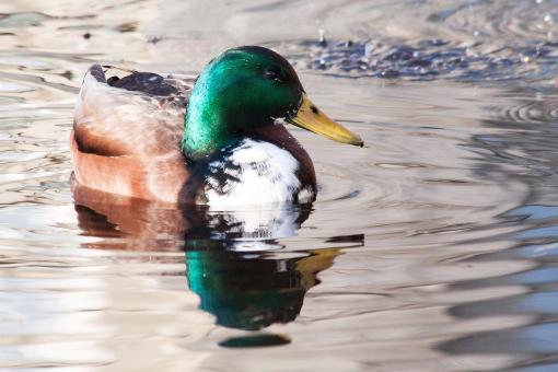 Free Stock Photo of Mallard Duck
