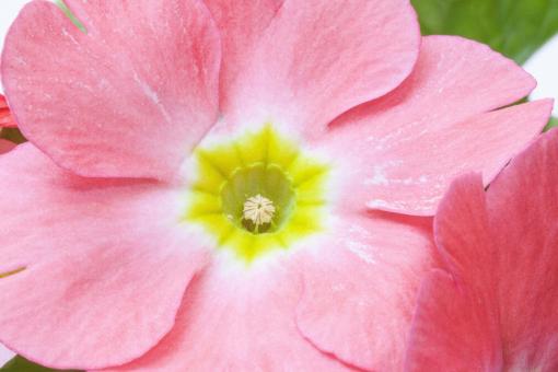 Free Stock Photo of Primrose in the Garden