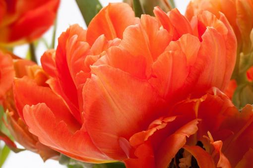 Free Stock Photo of Fresh Tulips