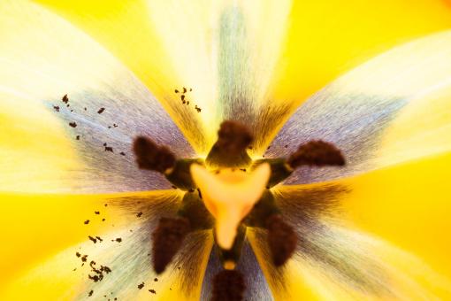 Free Stock Photo of Macro Tulip