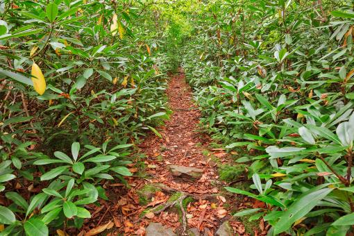 Free Stock Photo of Rhododendron Canopy Trail