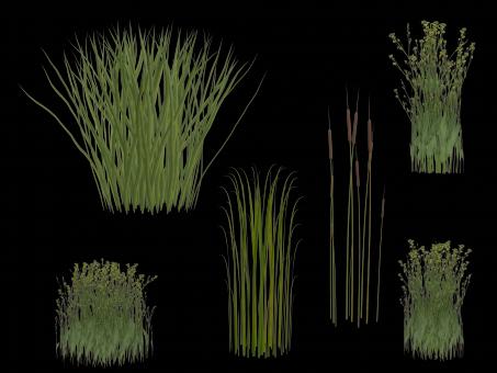 Free Stock Photo of Isolated Grass
