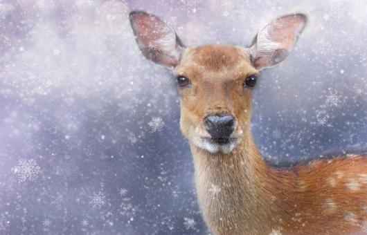 Free Stock Photo of Roe Deer