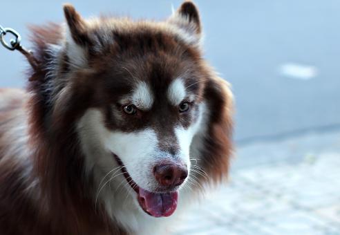 Free Stock Photo of Pet Dog