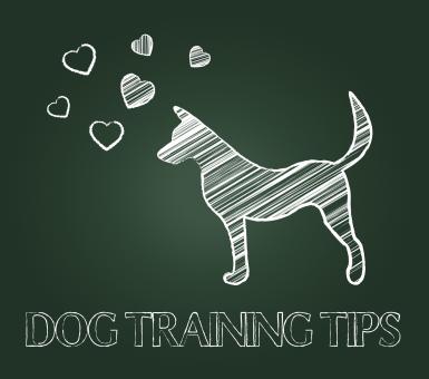 Free Stock Photo of Dog Training Tips Shows Instruction Skills And Coaching