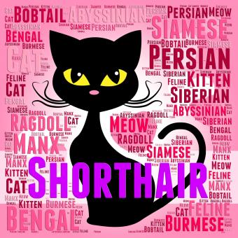 Free Stock Photo of Shorthair Cat Represents Feline Puss And Purebred
