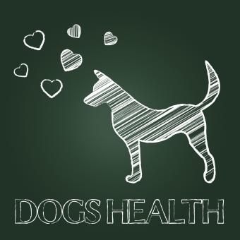 Free Stock Photo of Dogs Health Shows Pups Care And Attention