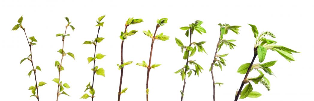 Free Stock Photo of Isolated Branches with Leaves