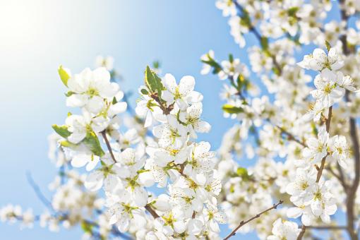 Free Stock Photo of White Spring Flowers