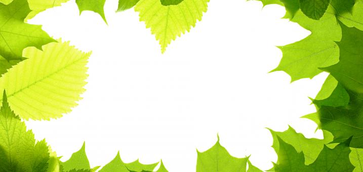Free Stock Photo of Green Leaves Frame