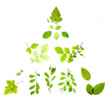 Free Stock Photo of Isolated Green Leaves