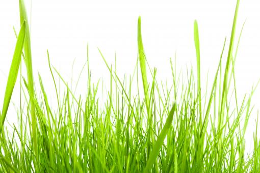 Free Stock Photo of Green Grass