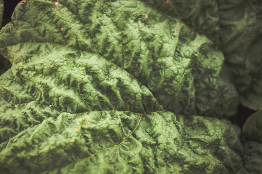 Free Stock Photo of Rhubarb Leaf