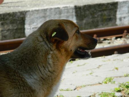 Free Stock Photo of Dog Head