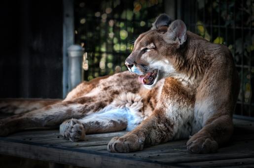 Free Stock Photo of Wild Cougar