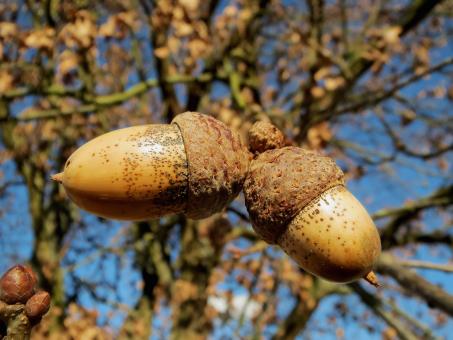 Free Stock Photo of Macro Oak