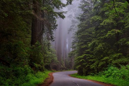 Free Stock Photo of Redwood National Park