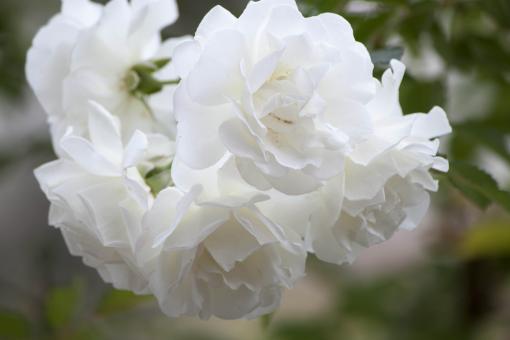 Free Stock Photo of White Roses Closeup