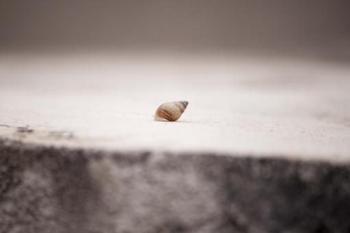 Free Stock Photo of Single Abandoned shell