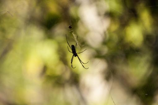 Free Stock Photo of Spider on web
