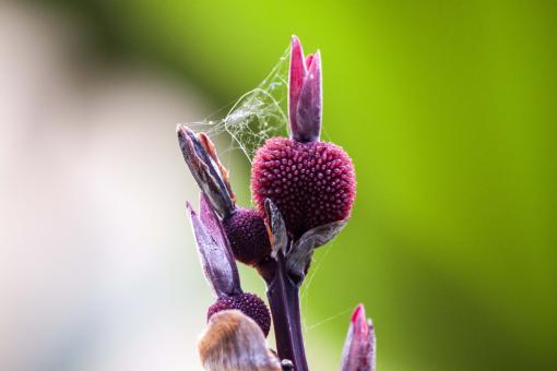 Free Stock Photo of Deep purple berry