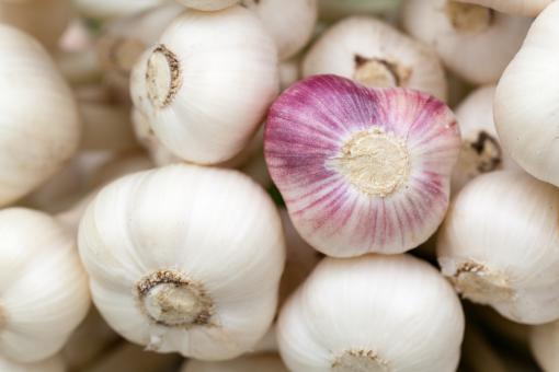 Free Stock Photo of Aromatic Garlic