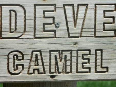Free Stock Photo of Camel Sign