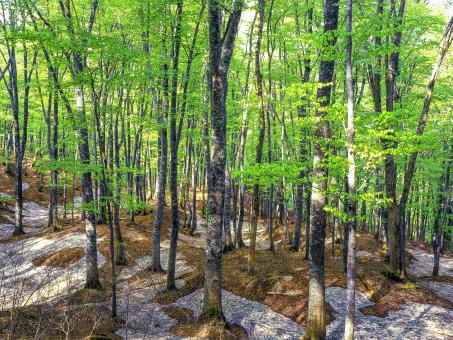 Free Stock Photo of Beech Forest