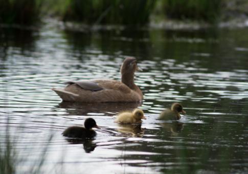 Free Stock Photo of Mother Duck