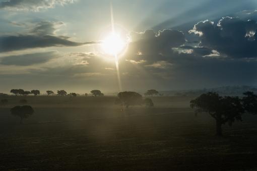 Free Stock Photo of Morning in the Field