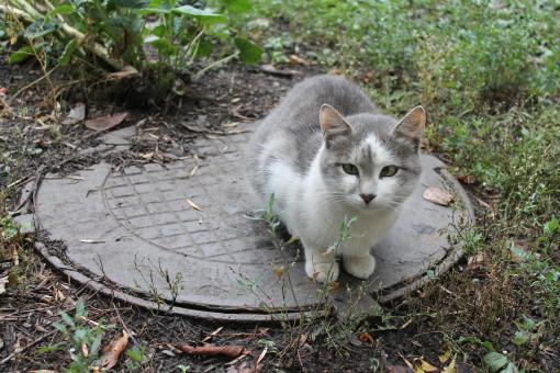 Free Stock Photo of Stray Cat Sitting on Drain