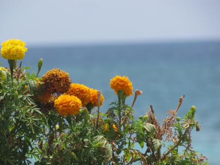 Free Stock Photo of Yellow Summer Flowers with a Sea View