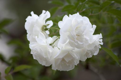 Free Stock Photo of White Flowers in Bloom