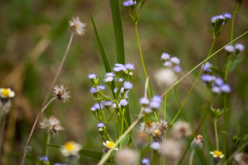 Free Stock Photo of Small Blue Flowers
