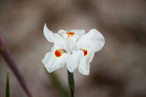 Free Stock Photo of White Flower in Bloom
