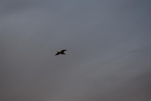 Free Stock Photo of Seagull Flying High