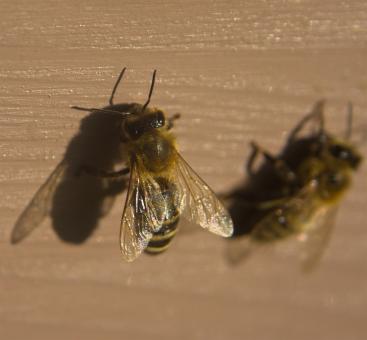 Free Stock Photo of Bees